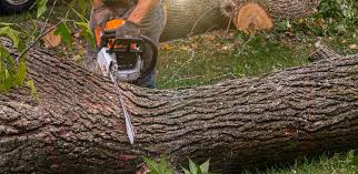 Why Choose Our Tree Removal Services in Fallsburg, NY?