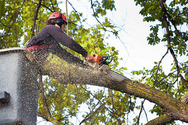 Professional  Tree Services in Fallsburg, NY